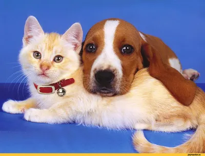Реакторчане,лучшим другом человека вы считаете кошку или собаку? / котэ vs  собакэ :: опрос :: собакэ :: живность :: котэ (прикольные картинки с  кошками) / смешные картинки и другие приколы: комиксы, гиф