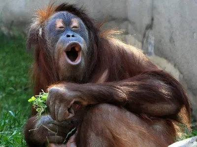 Забавные и мешные фото обезьянок | Пикабу