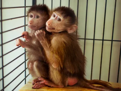 Интересные факты про обезьян | Новости | Пятый канал