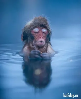 Прикольная обезьяна. :: Чария Зоя – Социальная сеть ФотоКто
