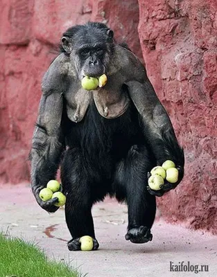 сердце с гориллой в веселом трехмерном костюме, 3d животное, обезьяна,  забавные животные фон картинки и Фото для бесплатной загрузки