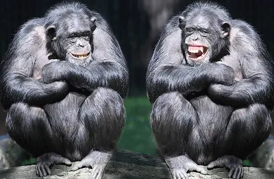 Веселые моменты смешных обезьян: взгляд в мир через их глаза | Смешных обезьян  Фото №1435364 скачать