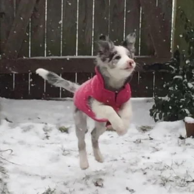 Забавные фото собак, которые впервые видят снег и не могут сдержать эмоций  – Люкс ФМ
