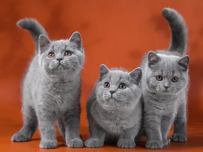 Смешные британские коты - 69 фото