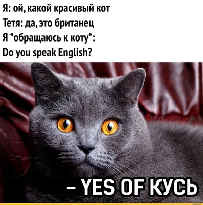 Окрасы британских кошек | ВКонтакте