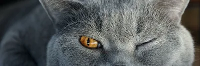Истинный аристократ: 10 интересных фактов о британской кошке | Высоцкая Life
