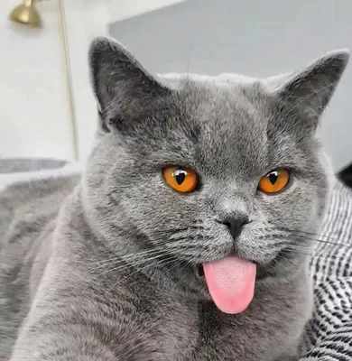 Голубой британский кот Шериф, Чемпион Мира | Котята, Британская  короткошерстная, Красивые кошки