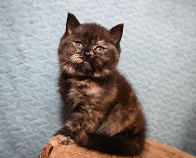 британский кошка кошка-кошка на чёрном Стоковое Фото - изображение  насчитывающей мило, уровень: 230639648