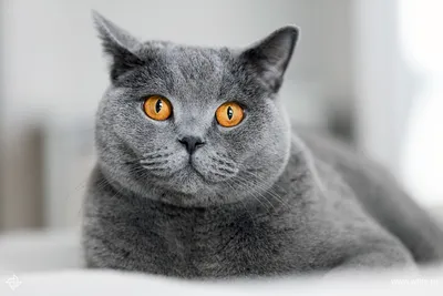 Плюшевая кошка: интересные факты о британских короткошерстных кошках |  PROpets | Дзен