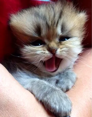 Самые смешные фото котов, которые наделали шума в интернете