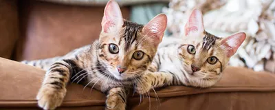 Смешные коты, кошки, котята: обои, картинки и фото - wallpapers cats.