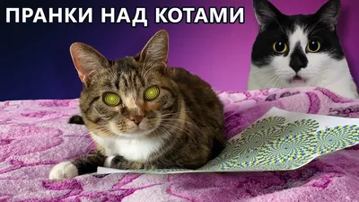День кота - самые смешные фото котов - Апостроф