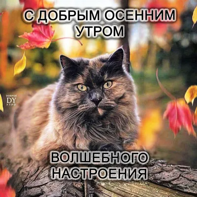 Картинки весна кошки с надписями (67 фото) » Картинки и статусы про  окружающий мир вокруг