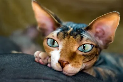 Сфинксы – милые лысики или привередливые кошки? | Гавкуша | Дзен