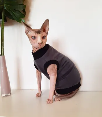 Футболка для кошек и котов сфинкс, одежда для сфинксов, размер 40 (длина  спины 40см), цвет темно-серый - купить с доставкой по выгодным ценам в  интернет-магазине OZON (782541062)
