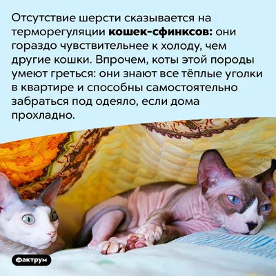 Интересные факты о кошках-сфинксах