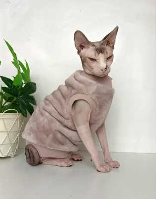 Одежда для кошек и котов сфинкс, теплая шуба толстовка для сфинксов, размер  35 (длина спины 35см), цвет пыльная роза - купить с доставкой по выгодным  ценам в интернет-магазине OZON (1327503900)