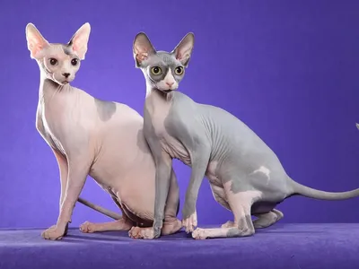 14 смешных фото сфинксов, доказывающих, что данная порода котов совершенно  особенная