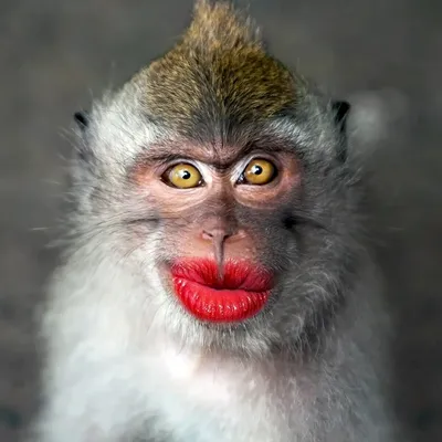 Угарные картинки про обезьян (50 фото) » Юмор, позитив и много смешных  картинок