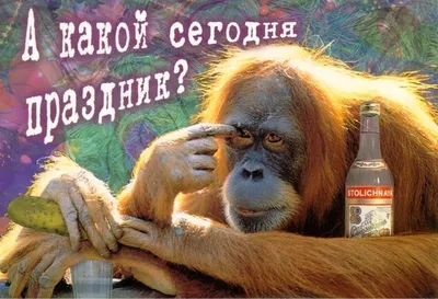 Ржачные картинки про обезьян - 35 шт
