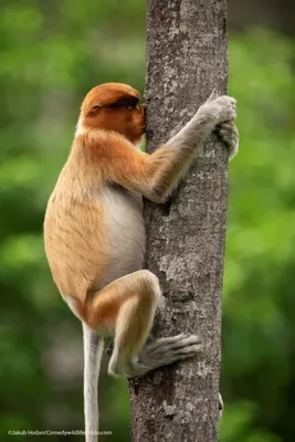 Открытки с обезьянками прикольные - 68 фото