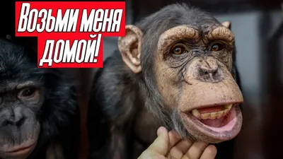 Новые приколы с обезьянами: Фото для смеха и развлечения | Смешные обезьян  с надписью Фото №1439241 скачать