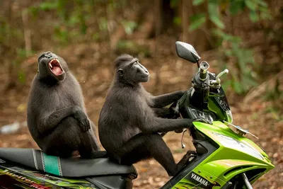 Из Байяибе: сафари на полдня в стране обезьян | GetYourGuide