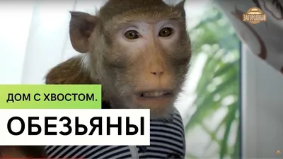 Новые приколы с обезьянами: Фото для смеха и развлечения | Смешные обезьян  с надписью Фото №1439241 скачать