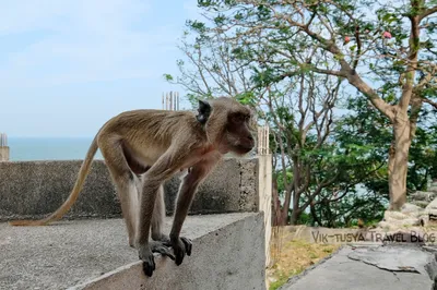 Ой!»: Самым смешным в мире фото в 2021 году назван портрет обезьяны на  проводе - KP.RU