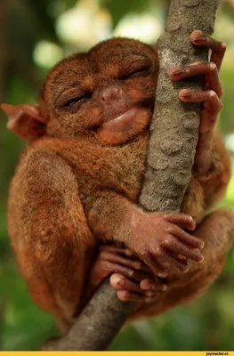 ТОП-10 самых необычных видов обезьян | МанкиБлог | Дзен
