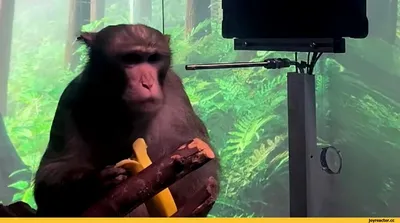 Прикольные слайд шоу обезьян: смешные мартышки и гориллы.