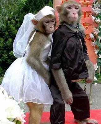 Создать мем \"прикольные обезьянки, обезьяна смешная, обезьянки в свадебных  нарядах\" - Картинки - Meme-arsenal.com