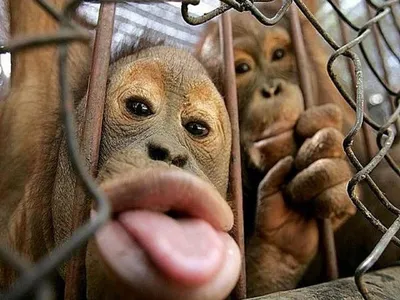 7 фактов о макаках Индии и забавные фото приматов | Di_travel | Дзен