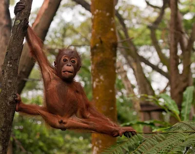Угарные картинки про обезьян (50 фото) » Юмор, позитив и много смешных  картинок