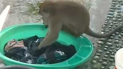 Дикая обезьяна помогла женщине постирать одежду и попала на видео: Звери:  Из жизни: Lenta.ru
