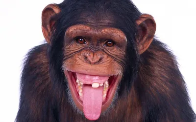 Смешные мультяшные обезьянки - 59 фото