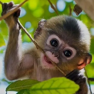 Милые обезьяны - 80 фото
