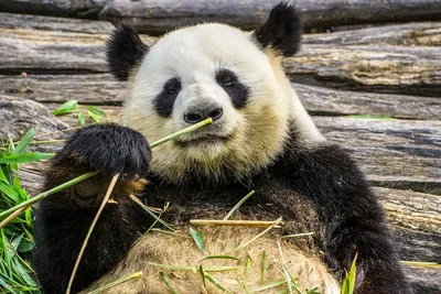 Прикольные фото панды фотографии