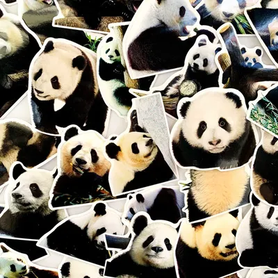 10 фото красных панд, увидев которые, вы сразу поймёте, кто тут самые милые  животные на планете