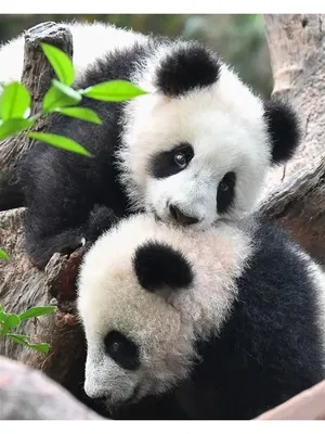 Смешное представление гигантской панды, Китая Стоковое Изображение -  изображение насчитывающей смешно, прелестное: 144924063