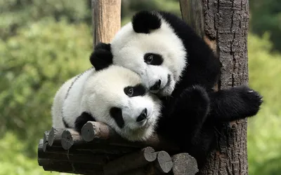 Все мы немного панды. Необычные факты об этих милых животных