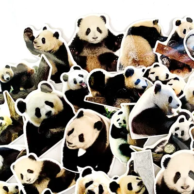 Панды бывают разные: альбиносы, красные глаза, необычные окраски, гиганты,  без хвостов, смешные мордашки и панды в зоопарке» — создано в Шедевруме