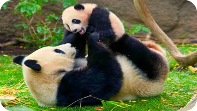 Милые и забавные панды. Обсуждение на LiveInternet - Российский Сервис  Онлайн-Дневников