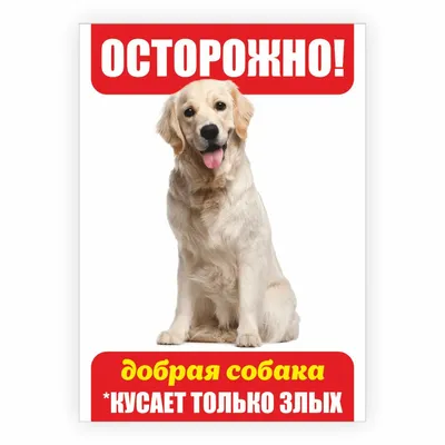 Табличка, осторожно злая собака, прикол,18см х 25см, на дверь, на забор, 25  см, 18 см - купить в интернет-магазине OZON по выгодной цене (1185687701)