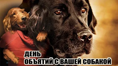 Пазл Trefl Милые собаки 1500элементов 26186 купить по цене 709 ₽ в  интернет-магазине Детский мир