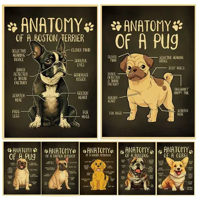 Винтажные художественные плакаты «Анатомия собаки», милые животные, картины  на фотостене, украшение для детской спальни | AliExpress