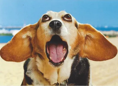 Для настроения: забавные и смешные собаки | Дневник собачницы | Дзен