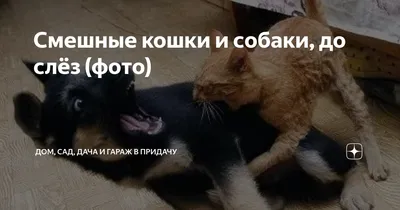 СМЕШНЫЕ ЖИВОТНЫЕ ❗🐱 ПРИКОЛЫ С КОТАМИ, СОБАКАМИ, ПОПУГАЯМИ И ДРУГИМИ  ЖИВОТНЫМИ - YouTube