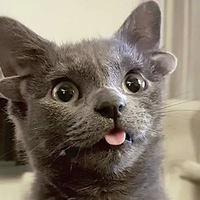 Кошки, коты и котики: наши лучшие истории за последние семь лет - BBC News  Русская служба