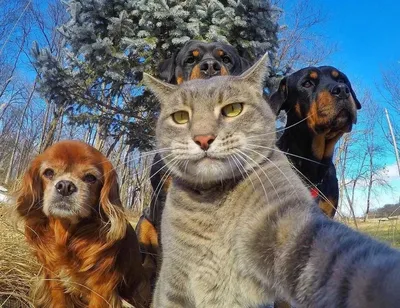 СМЕШНЫЕ ЖИВОТНЫЕ 2019 / ПРИКОЛЫ КОТЫ СОБАКИ, ЛУЧШИЕ ПРИКОЛЫ с Кошками и  Собаками Funny Cats - YouTube